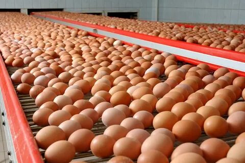 قیمت تخم‌مرغ افزایش می‌یابد؟