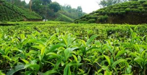 تولید بیش از ۲۶ هزار تن چای در کشور