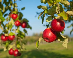 بزرگترین تولیدکنندگان سیب درختی در جهان/ چین اول و ایران هفتم