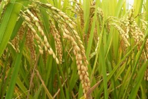 ۱۰ کشور برتر تولید کننده برنج در جهان/ ایران در رتبه ۲۲