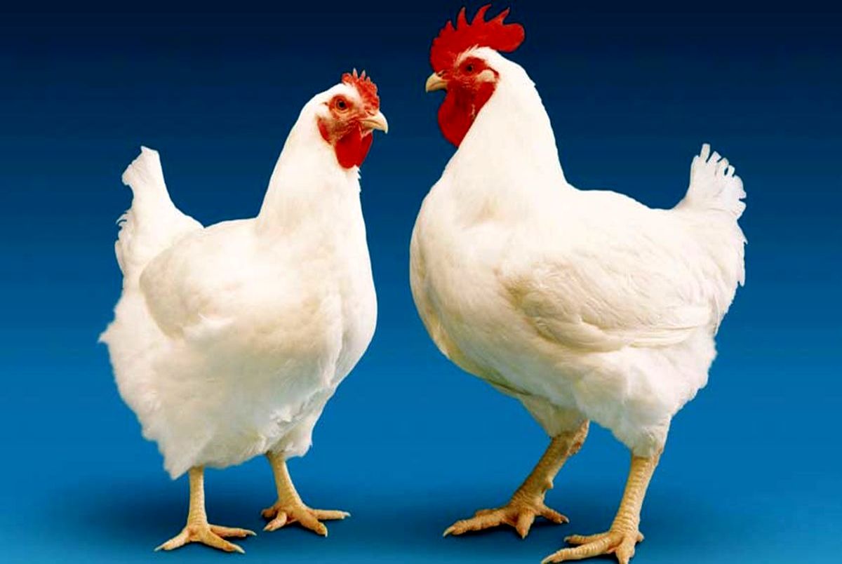 کاهش قیمت مرغ در ۱ آذر ۱۴۰۱