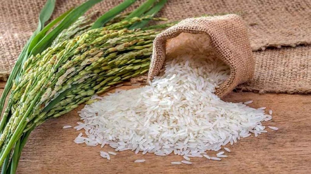 آغاز صادرات برنج ایران به کشورهای عربی، آمریکایی و روسیه