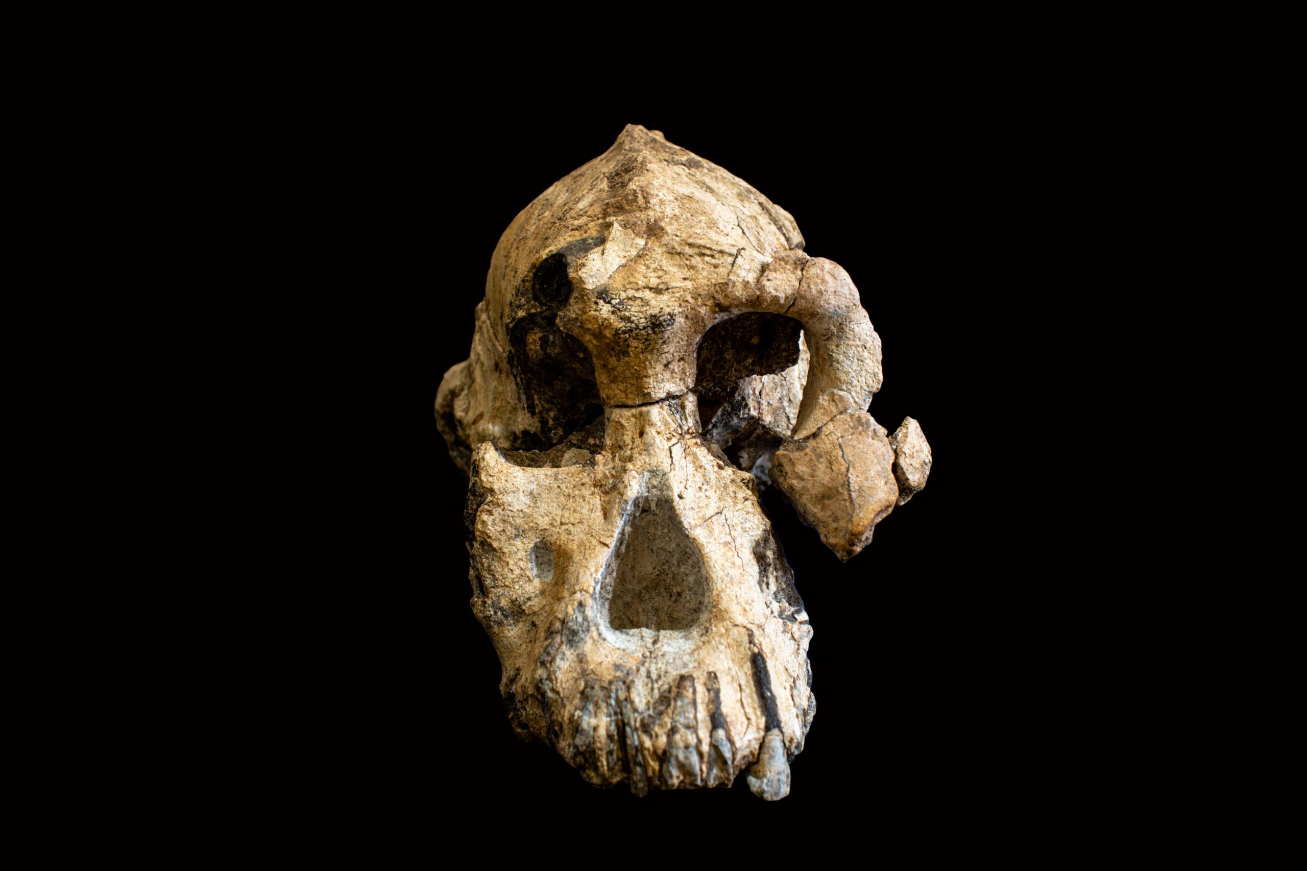اکتشافات شگفت‌انگیز درباره اجداد اسرارآمیز انسان