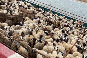 قیمت روز گوسفند و دام زنده‌ در استان های مختلف+ جدول