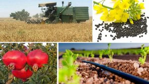 چرا ضایعات محصولات کشاورزی در ایران بالا است؟