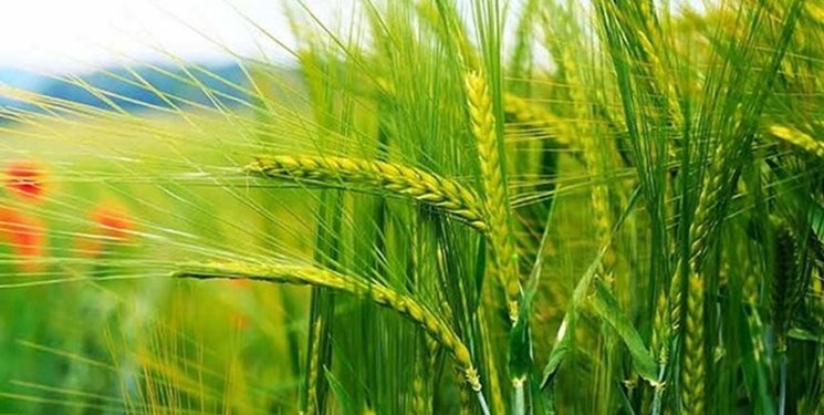 قیمت گندم افزایش پیدا می کند؟
