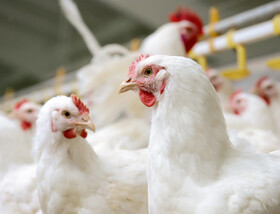 ایست قیمت مرغ در بازار با کاهش ۲ هزار تومانی/ پیش بینی قیمت در روزهای آینده