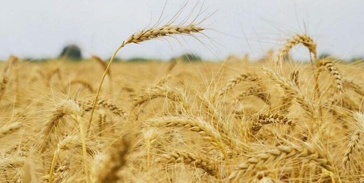 چرا دولت نرخ تضمینی خرید گندم را اعلام نمی کند؟/ اعتراض کشاورزان به نرخ های زیر ۲۰ هزار تومان