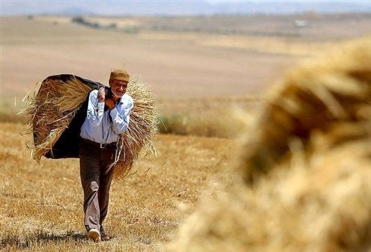 در سال گذشته هر دو دقیقه یک کشاورز ایرانی شغل خود را از دست داد