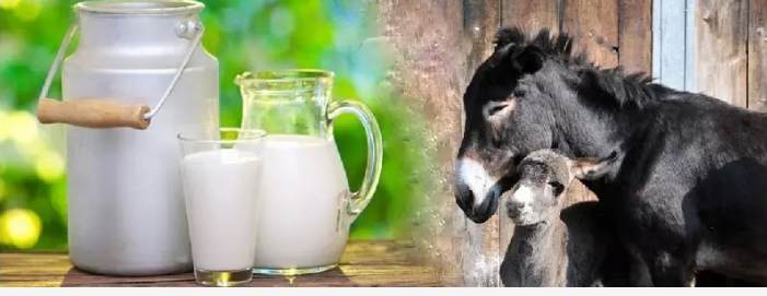 قیمت های نجومی شیر الاغ؛ هر لیتر ۶۵۰ هزار تومان!/ خرید و فروش شیر الاغ مجاز است!؟