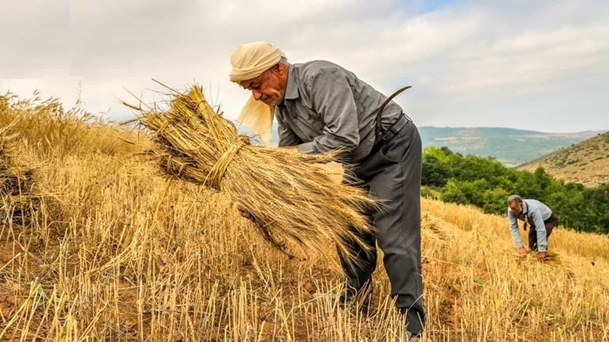 چرا کشاورزان گندم را به دولت نمی دهند؟