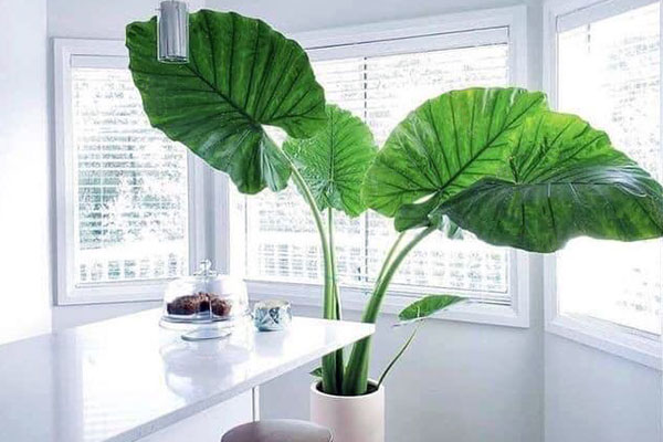 با گیاهان آپارتمانی با رشد سریع آشنا شوید