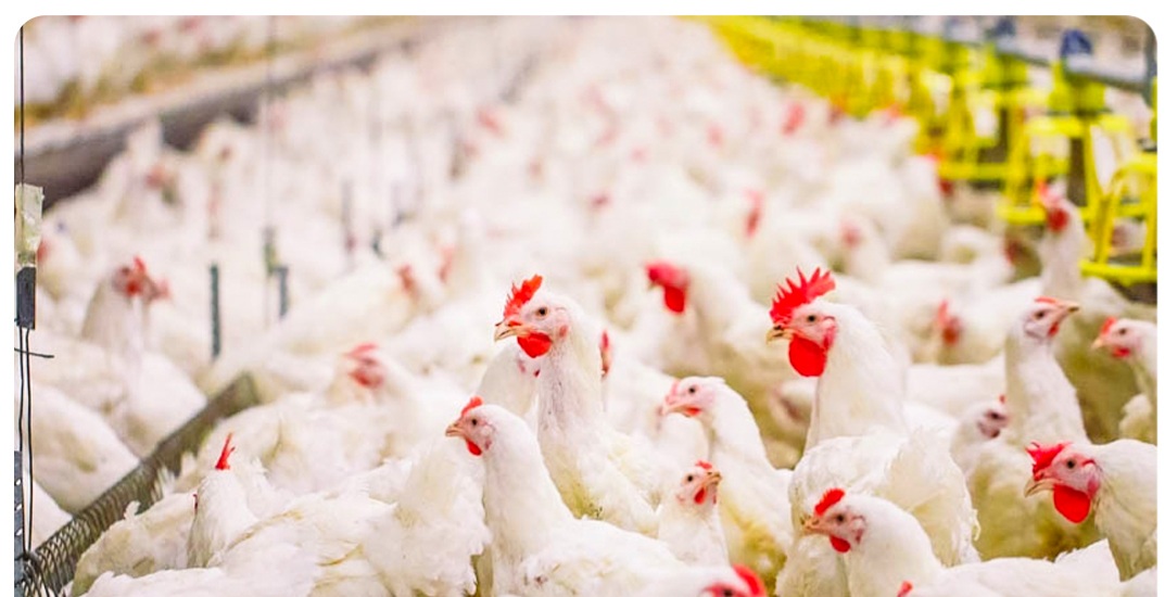 با درخواست مرغداران برای افزایش قیمت مرغ موافقت می شود؟/ هزینه های تولید مرغداری‌ها ۲۲۰ درصد افزایش یافت