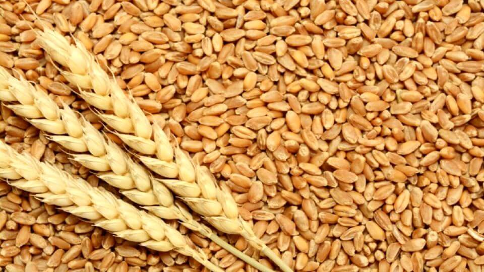 قیمت ۳ کیلو گندم فطریه چقدر است؟