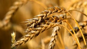 چرا نرخ تضمینی گندم اعلام نمی شود؟