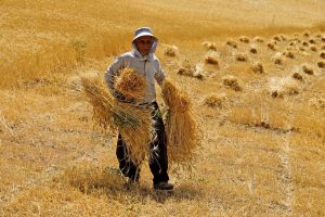 روز سرنوشت ساز برای کشاورزان؛ قیمت گندم امروز ۱۷ هزار تومان می شود؟