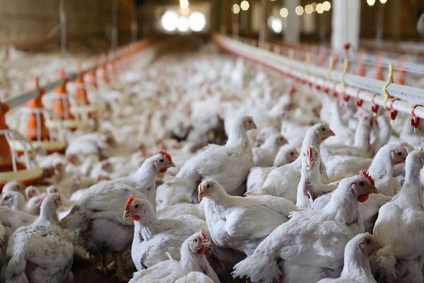 دعوای مرغداران و جهاد کشاورزی بالا گرفت/ سرنوشت قیمت مرغ چه خواهد شد؟