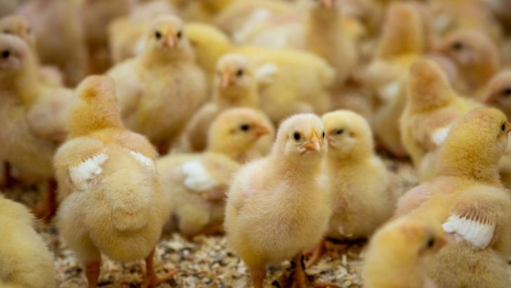 مرغداران برای کاهش قیمت جوجه توافق کردند