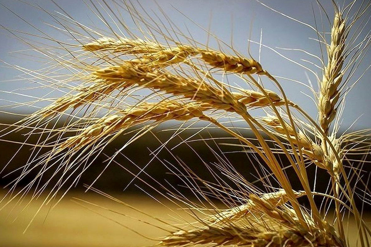قیمت گندم ۱۷ هزار تومان تعیین می شود/ دولت موافقت می کند؟