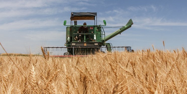 بازی دولت با قیمت گندم چگونه امنیت غذایی در ایران را تهدید می کند؟