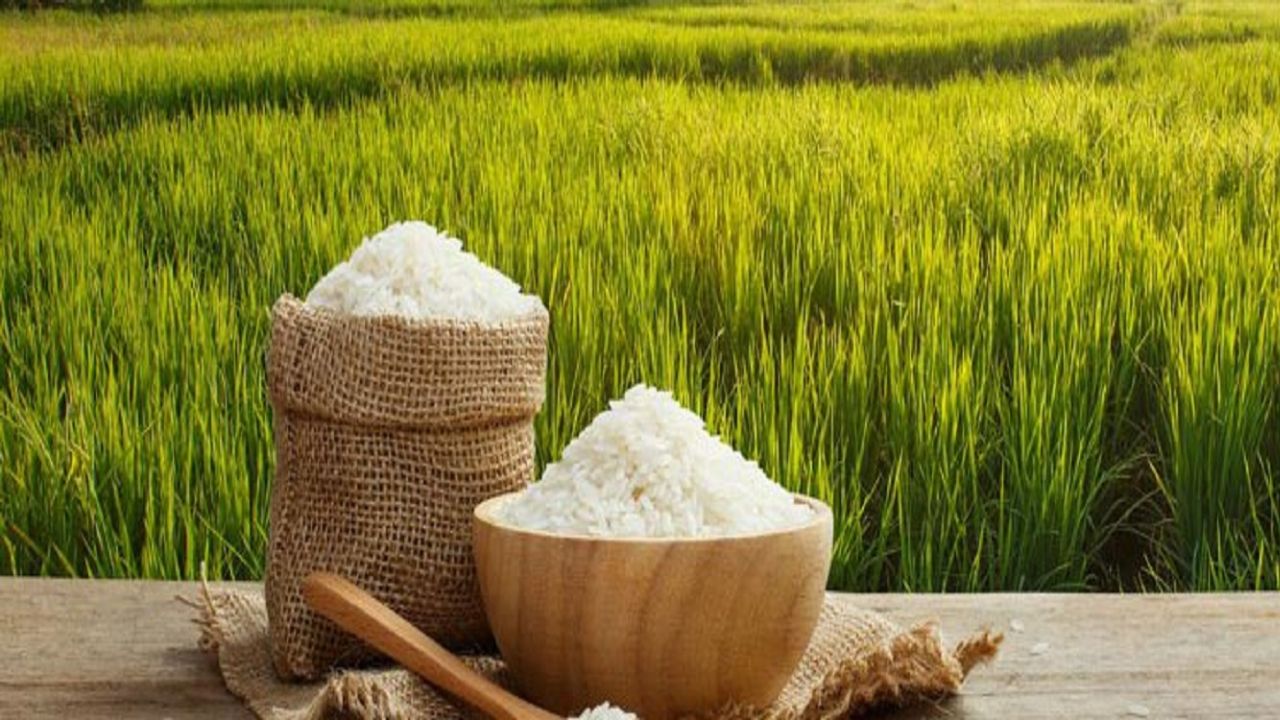 برنج مازندران را با چه قیمتی بخریم؟+ جدول
