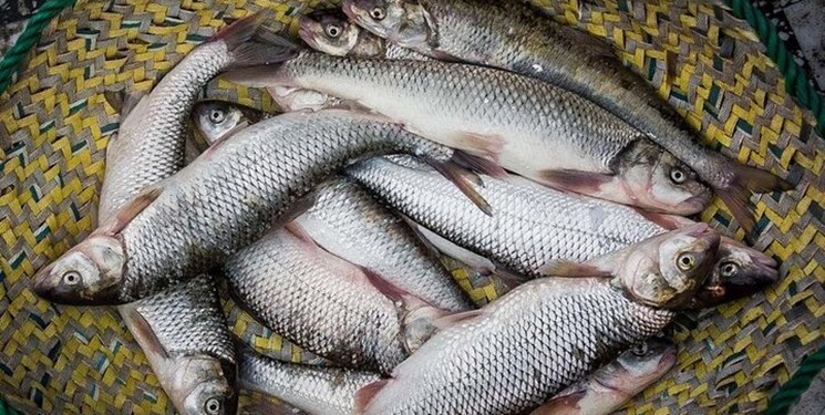 جدیدترین قیمت انواع ماهی ۱۴ تیر ۱۴۰۲