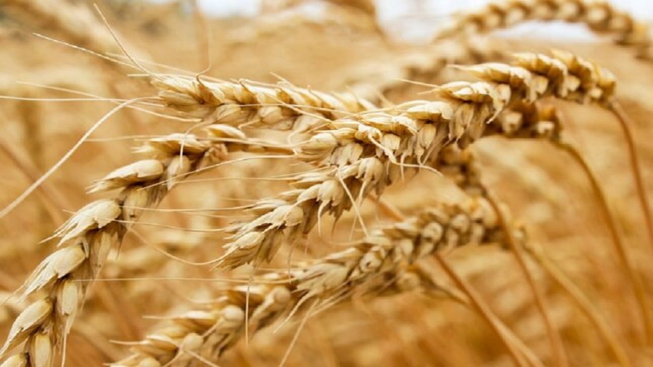 قیمت گندم در ایران همزمان با افزایش قیمت جهانی صعودی می شود؟