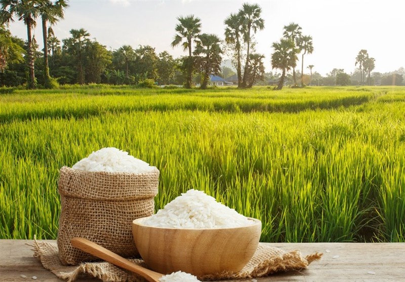 قیمت خرید توافقی برنج اعلام شد+ جزئیات