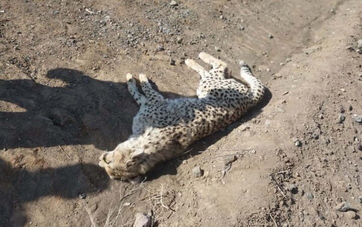 چرا کشاورزان و دامداران ایرانی به صورت بی رحمانه حیوانات وحشی را می کشند؟