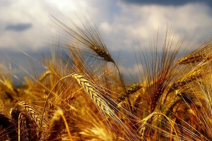 قیمت جدید گندم چه زمانی اعلام می شود و چقدر است؟