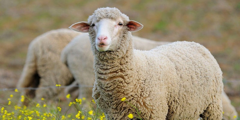 چه تعداد گوسفند در کل ایران وجود دارد؟