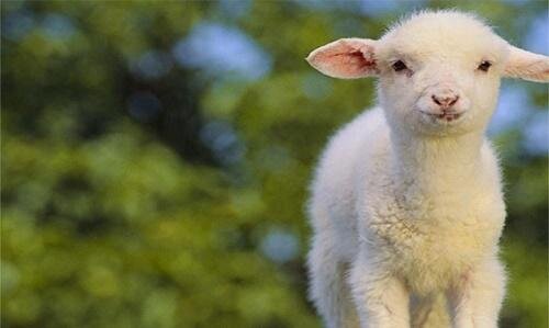 قیمت جدید دام زنده اعلام شد/ گوسفند زنده چند؟