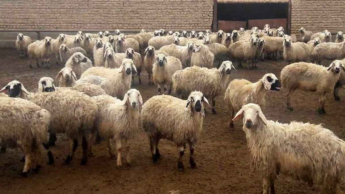 قیمت جدید انواع دام زنده اعلام شد/ گوسفند و گوساله چند؟