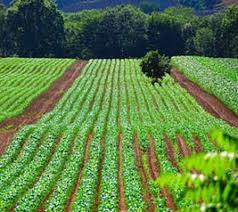 طرح واگذاری زمین های منابع طبیعی به مردم برای کشاورزی