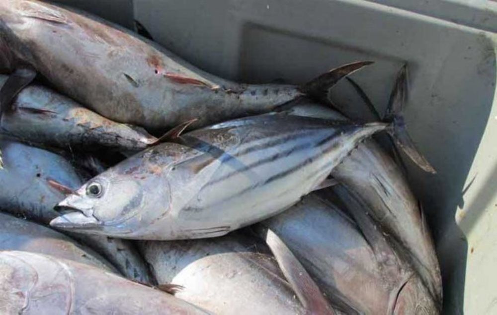 قیمت ماهی تن در ایران از قیمت جهانی جلو زد!