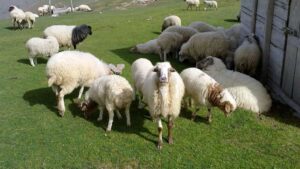 قیمت جدید دام زنده(گوسفند و گوساله) در استان های مختلف اعلام شد+ جدول
