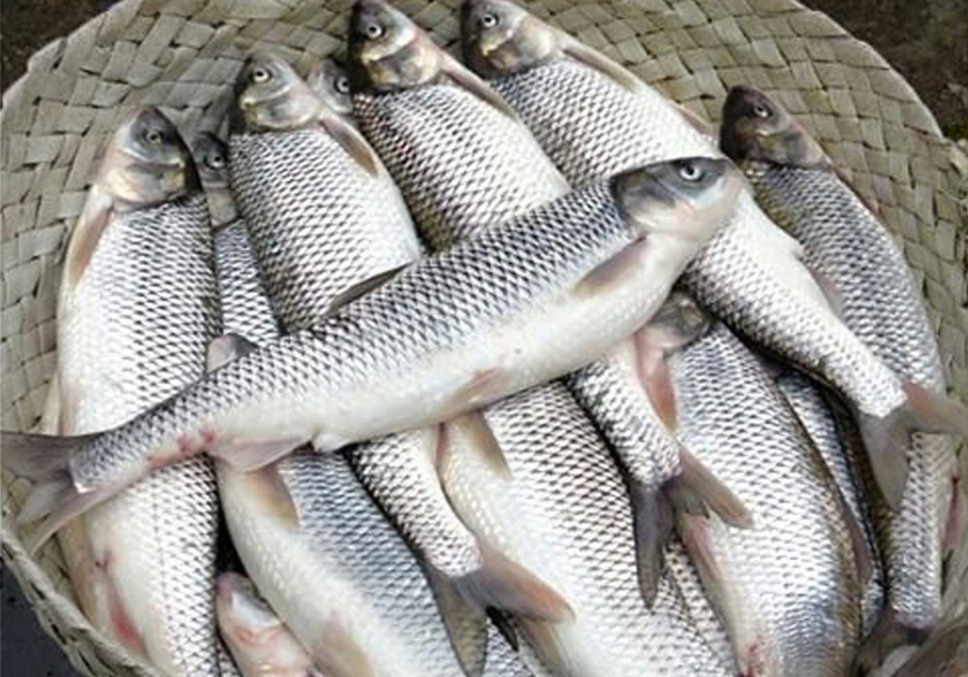 قیمت ماهی طی ۴ سال اخیر ۶ برابر شده است