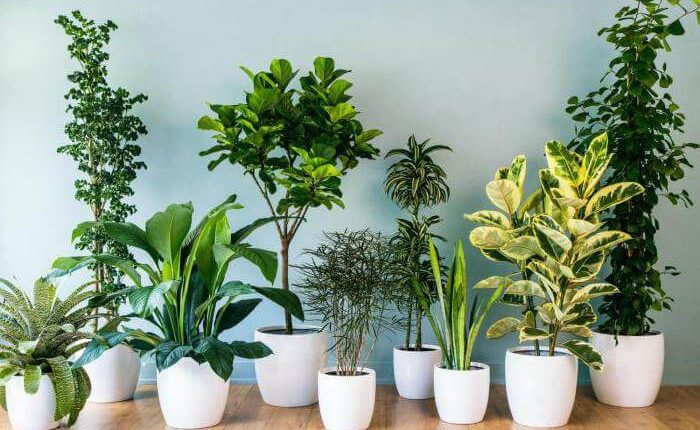 با ۲۶ گیاه زیبا و جذاب برای  آپارتمان های کم نور بیشتر آشنا شوید