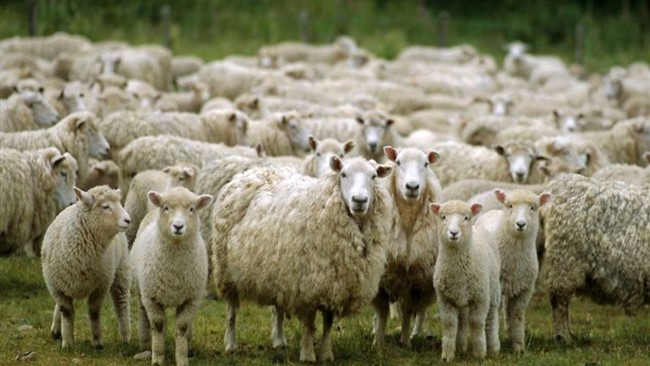 سرمایه گذاری روی گوسفند یا سکه و طلا؛ کدامیک سود بیشتری دارد؟