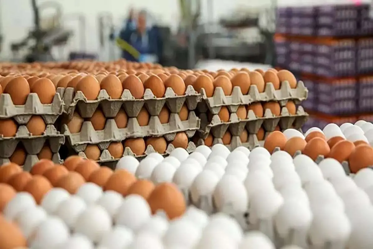 جدیدترین قیمت تخم مرغ در بازار/ دی ۱۴۰۲