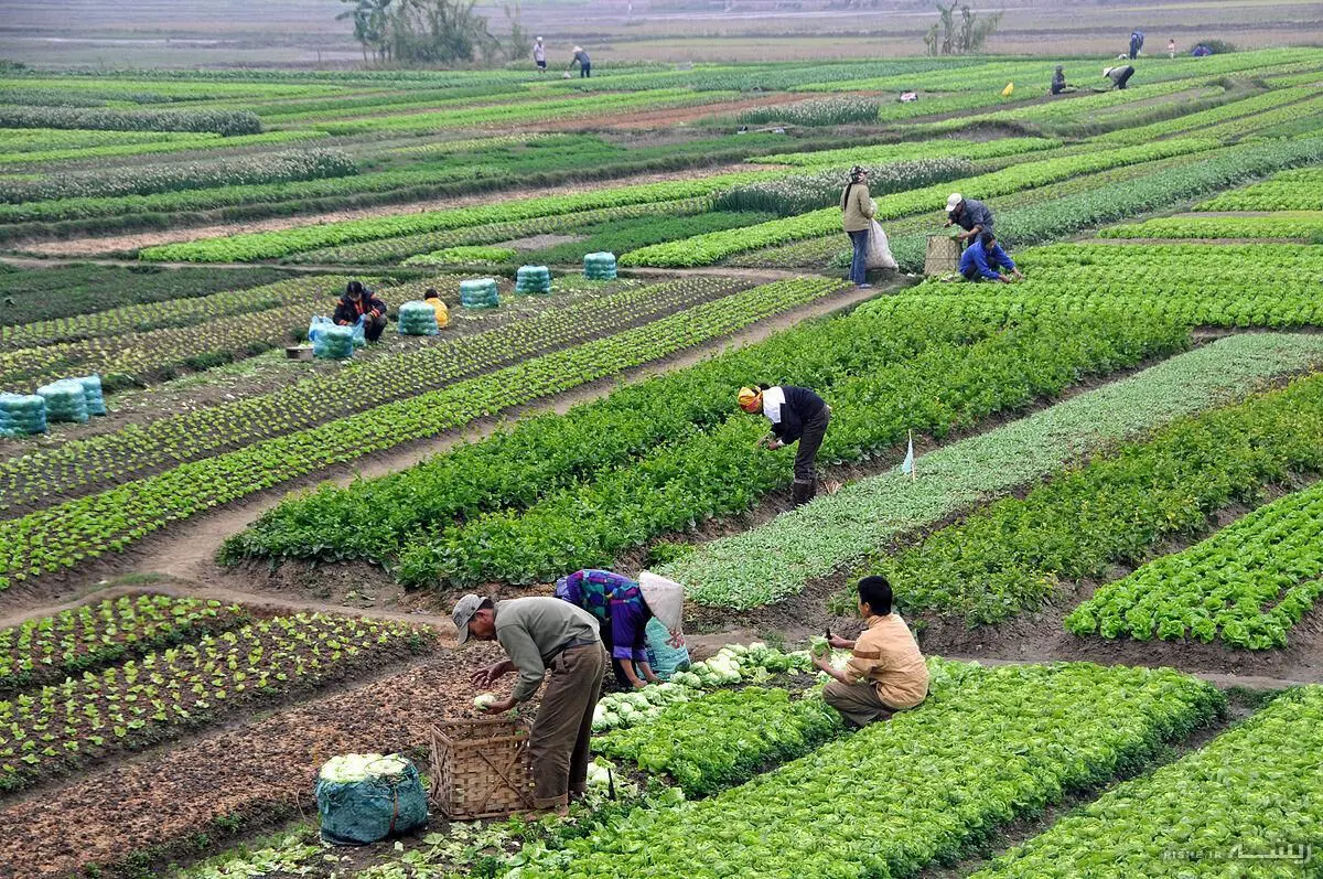 مرکز آمار متوسط قیمت خرید محصولات از کشاورزان را اعلام کرد