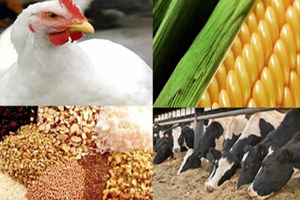 جدیدترین قیمت انواع نهاده های دامی و محصولات کشاورزی در بازار+ جدول قیمت