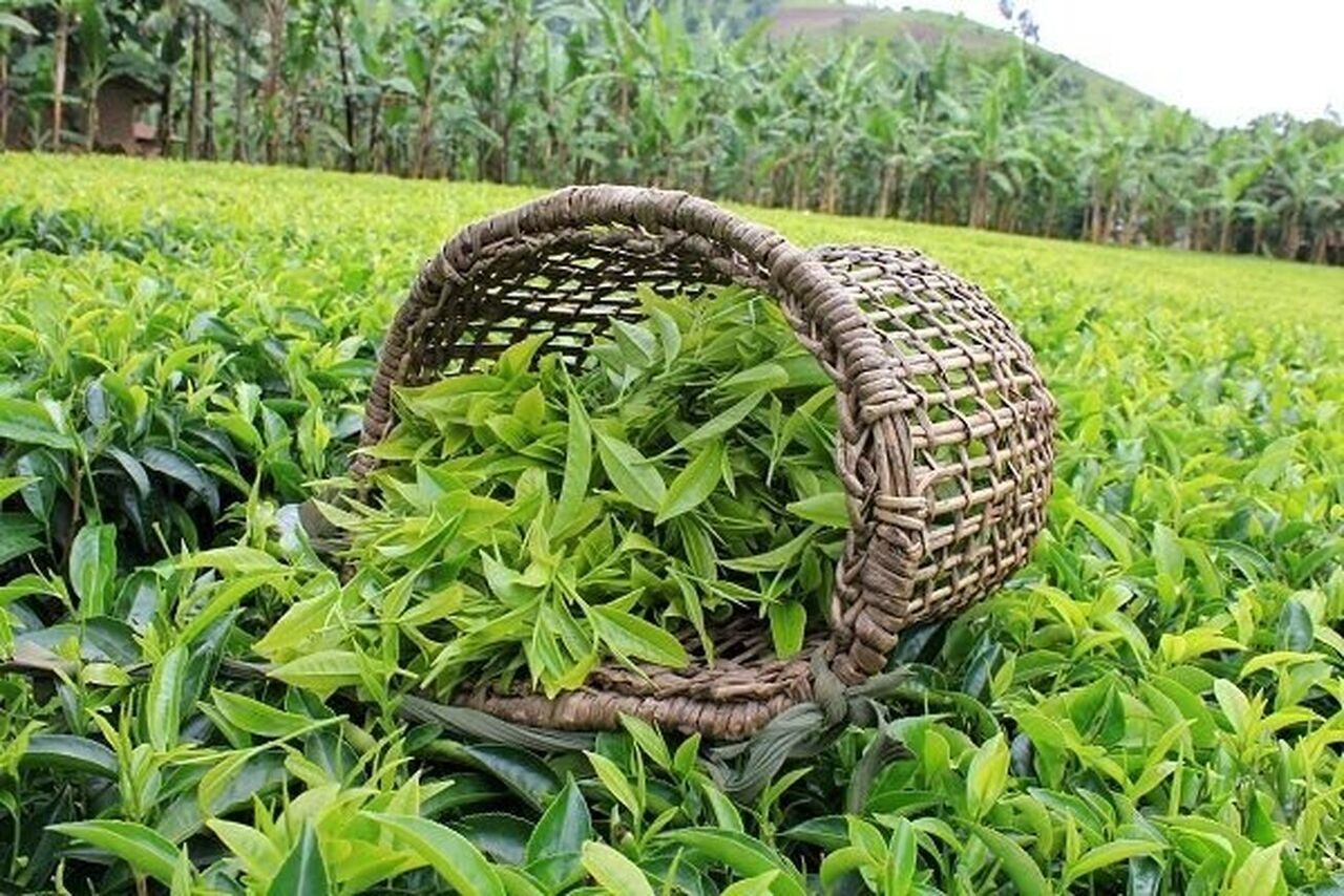 نرخ تضمینی برگ سبز چای اعلام شد+ جزئیات