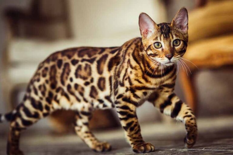 با ۱۵ تا از گران ترین نژادهای گربه در جهان و قیمت آن ها آشنا شوید+ تصاویر