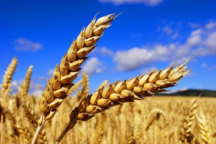 قیمت گندم برای سال جاری اعلام شد/ قیمت تضمینی هر کیلو گندم چند شد؟