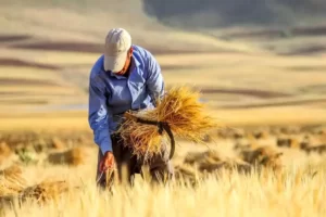 پرداخت مطالبات گندمکاران تا اوایل هفته آینده