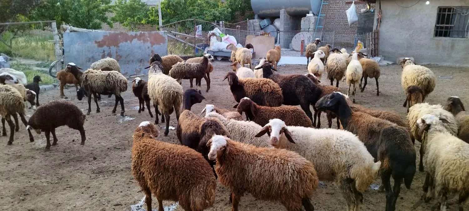 قیمت جدید دام زنده اعلام شد+ جدول