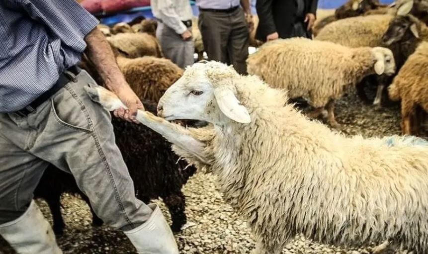 هشدارهای مهم درباره ذبح دام در عید قربان که باید جدی بگیرید