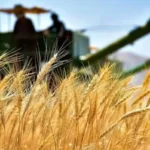 نرخ پیشنهادی گندم اعلام شد
