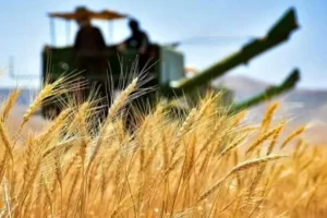 کشاورزان بخوانند؛ نرخ پیشنهادی گندم اعلام شد